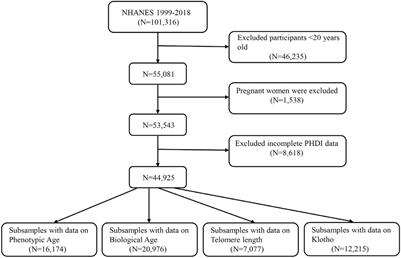 Association between the Planetary Health Diet Index and biological aging among the U.S. population